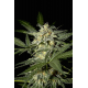 White Widow | Feminised, Auto, Indoor & Outdoor