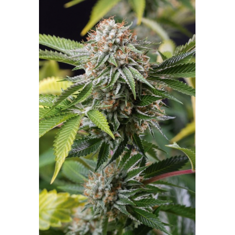 Mango Sapphire | Feminised, Indoor & Outdoor