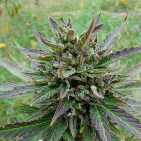 Kickass Auto | Feminised, Auto, Indoor & Outdoor