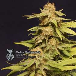 Big Bull | Feminised, Indoor & Outdoor