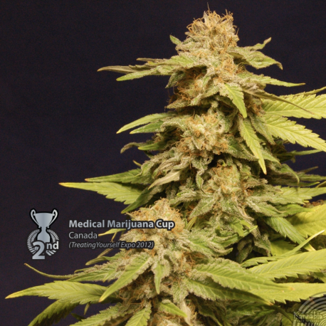 Big Bull | Feminised, Indoor & Outdoor