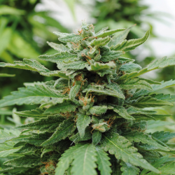 Karibbean Mango | Feminised, Indoor & Outdoor