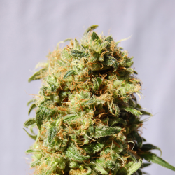 Kaboom aka La Reina de Africa | Feminised, Indoor & Outdoor