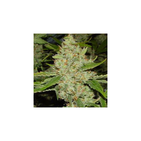 Brains Choice | Outdoor