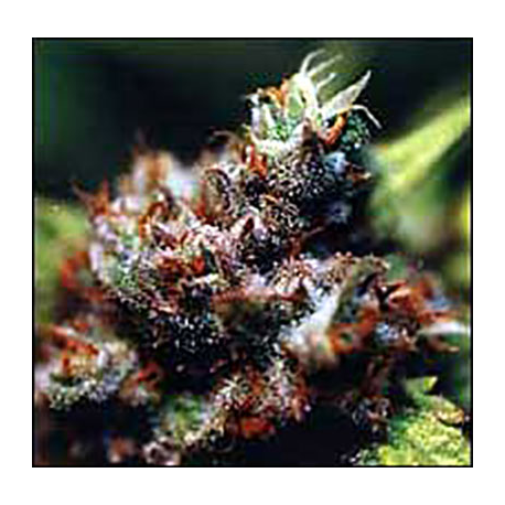 Brasil | Feminised, Indoor & Outdoor