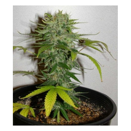 Cristal Limit | Indoor