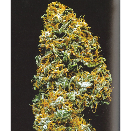 Cristal Paradise | Feminised, Indoor & Outdoor