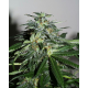 Cyber Crystal | Feminised, Indoor & Outdoor