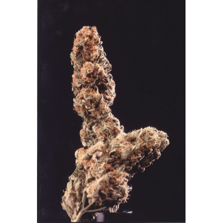 Afghani Special | Feminised, Indoor & Outdoor