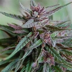 Bahia Black Head | Feminised, Indoor & Outdoor