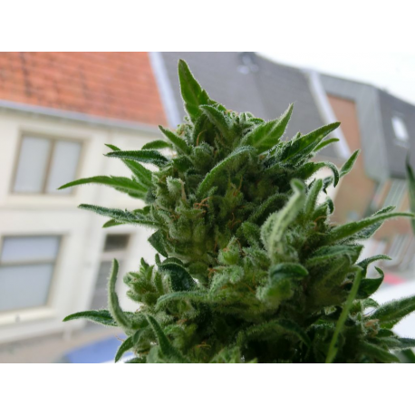 K.C. 33 | Feminised, Indoor & Outdoor