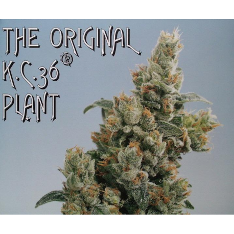 K.C. 36 | Feminised, Indoor & Outdoor