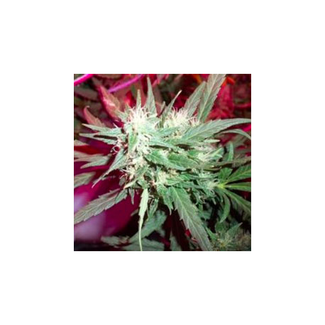 K.C. 39 | Feminised, Outdoor