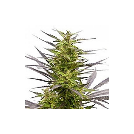 K.C. 42 | Feminised, Outdoor