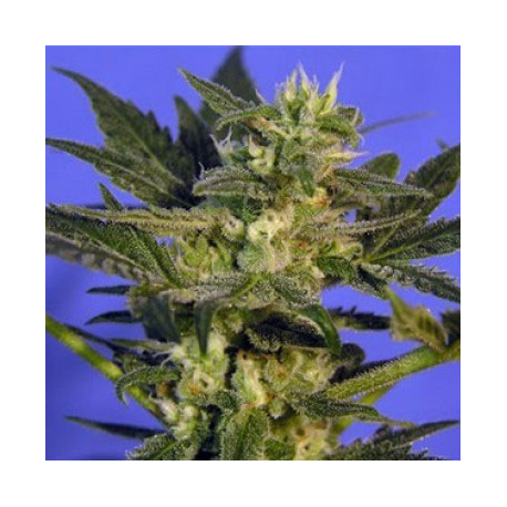 K.C. 45 | Feminised, Outdoor