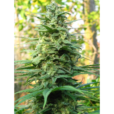 Leda Uno | Indoor & Outdoor