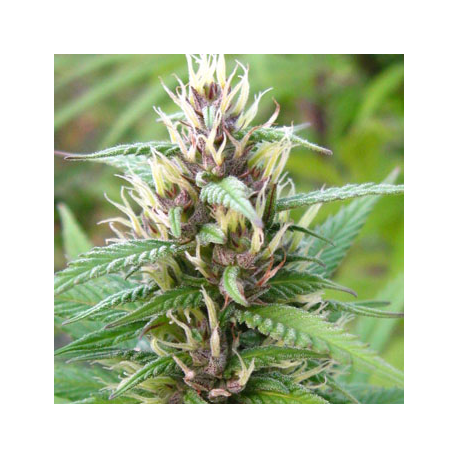 Mind Bender | Feminised, Indoor & Outdoor