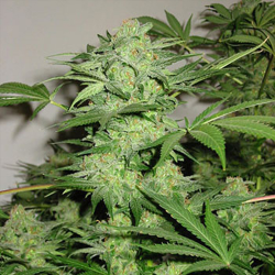 Northern Lights Special | Feminised, Indoor & Outdoor