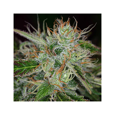 Sweet Dreams | Indoor