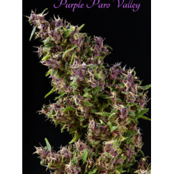 Purple Paro Valley | Feminised, Outdoor