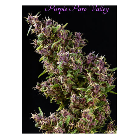 Purple Paro Valley | Feminised, Indoor & Outdoor