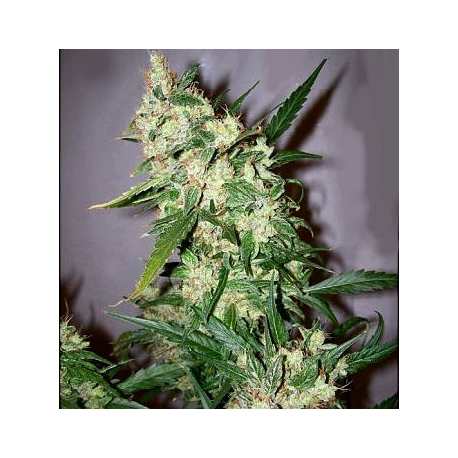 Afghan Haze | Indoor & Outdoor