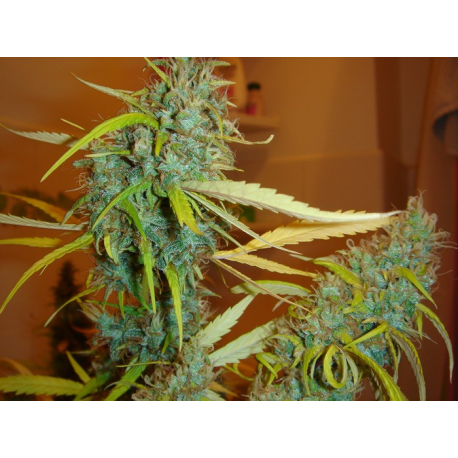 Angel Heart | Indoor & Outdoor