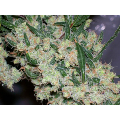 ASH (Afghan Skunk Haze) | Indoor & Outdoor