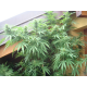 ASH (Afghan Skunk Haze) | Indoor & Outdoor