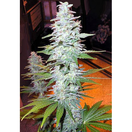 Black Widow | Indoor & Outdoor