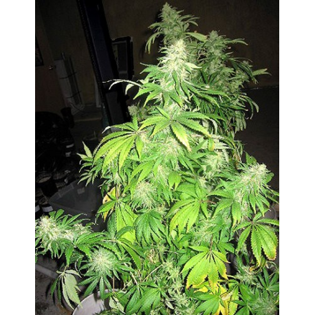 Critical Mass | Indoor & Outdoor