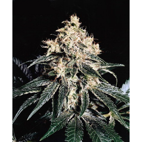 Devil | Indoor & Outdoor