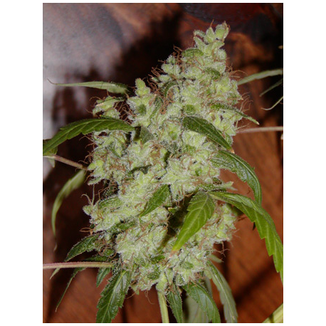 Mango x Widow | Indoor & Outdoor