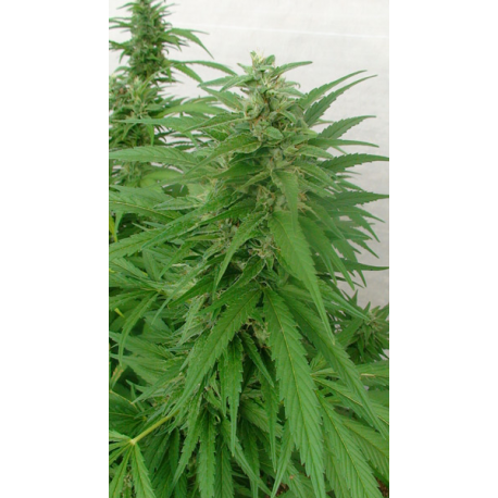 Master Kaze | Indoor & Outdoor