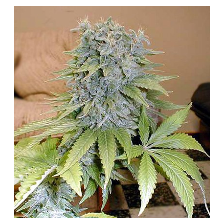 Medicine Man | Indoor & Outdoor