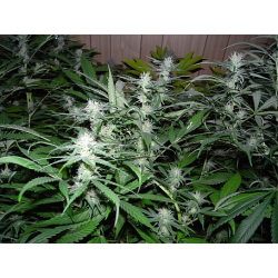 National Health Service | Indoor & Outdoor