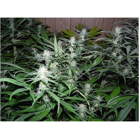 National Health Service | Indoor & Outdoor