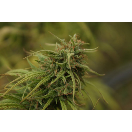 Neville's Skunk | Indoor & Outdoor