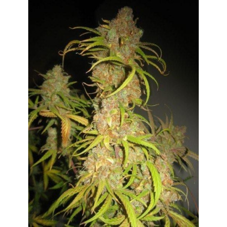 NL5 x Afghan | Indoor & Outdoor