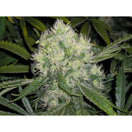 NORDLE | Indoor & Outdoor