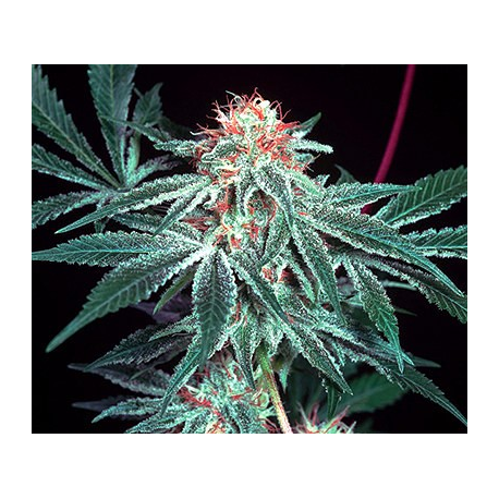 Shark Shock | Indoor & Outdoor