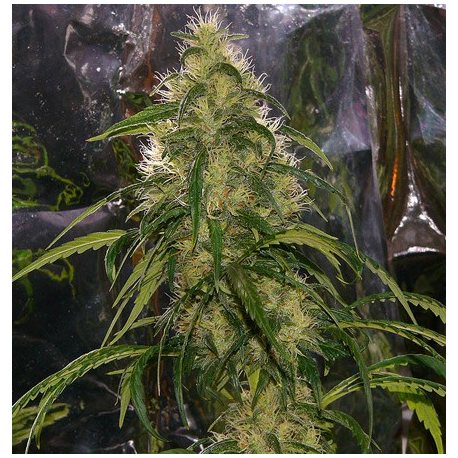 Shit | Indoor & Outdoor