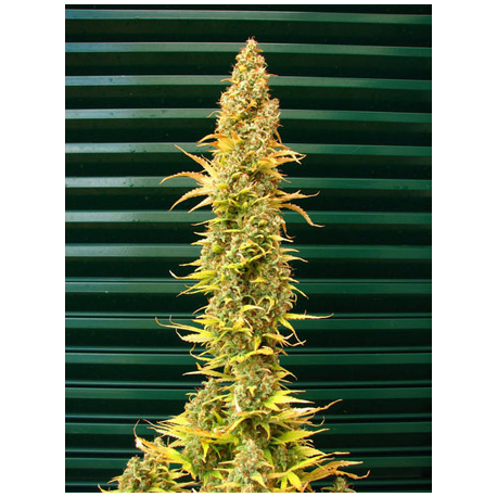 Spice | Indoor & Outdoor