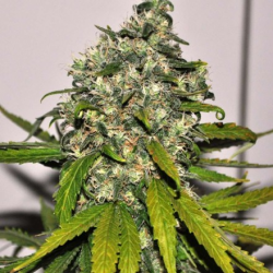 Auto AK-48 | Feminised, Auto, Indoor & Outdoor