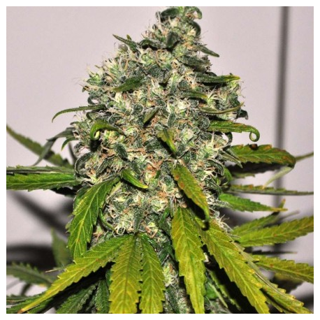 AK-48 | Feminised, Auto, Indoor & Outdoor