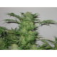 AK-48 | Feminised, Indoor & Outdoor