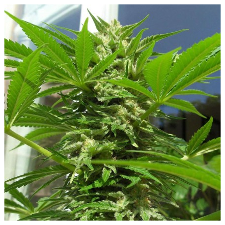 AK-48 | Indoor & Outdoor