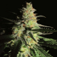 Aurora Indica | Feminised, Indoor & Outdoor