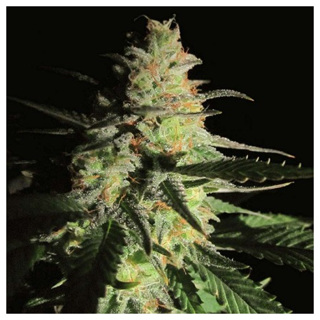 Aurora Indica | Feminised, Indoor & Outdoor