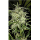 Lemon OG Haze | Feminised, Auto, Indoor & Outdoor